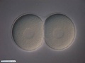 Embryo with 2 cells