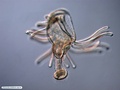 Larva actinotroca