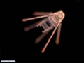 Larva pluteus