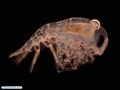 Planktonic amphipod