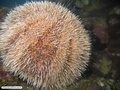 White sea urchin