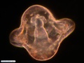 Larva prisma