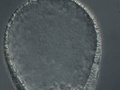 Blástula e ingressão de células mesenquimais no embrião de bolacha-do-mar