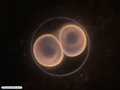 Embrião com duas células