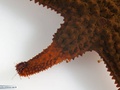 Starfish with a regenerating arm