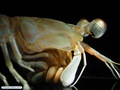 Mantis shrimp (stomatopod)