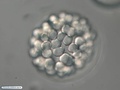 Embryo during seventh cleavage