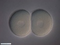 Embrião de bolacha-do-mar com 2 células