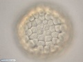 Células ectodérmicas durante formação da blástula em uma bolacha-do-mar