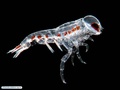 Planktonic amphipod