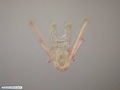 Pluteus larva of a sea biscuit