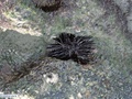 Black sea urchin