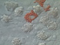 Células no epitélio da larva plúteos de bolacha-do-mar