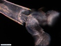 Pteropod mollusk 