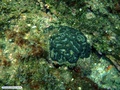 Brain coral
