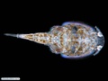 Parasitic copepod of fish 