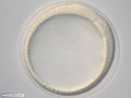 Blástula de bolacha-do-mar dentro de membrana de fertilização