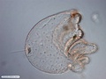 Pilidium larva
