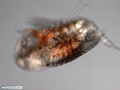 Parasitized copepod