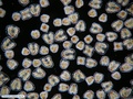 Floating colonial hydrozoan - medusae