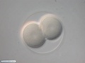 Two-cell stage embryo