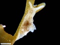 Nudibranch (sea slug) on green alga
