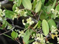 White mangrove