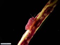 Crustáceo isópode associado a uma espécie de gorgônia