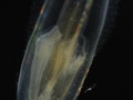 Comb jelly or ctenophore