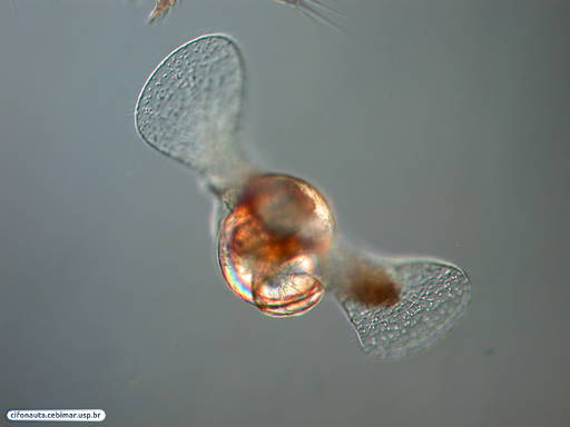 Pterópode - molusco gastrópode pelágico