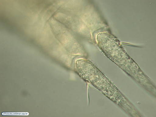 Parasitic copepod of the clam Tivela mactroides