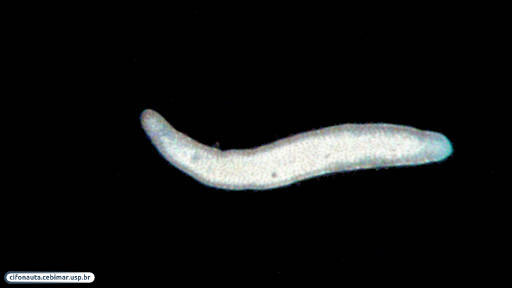 Acoel worm